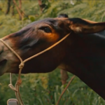 Êta Mundo Melhor - Policarpo
