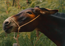 Êta Mundo Melhor - Policarpo